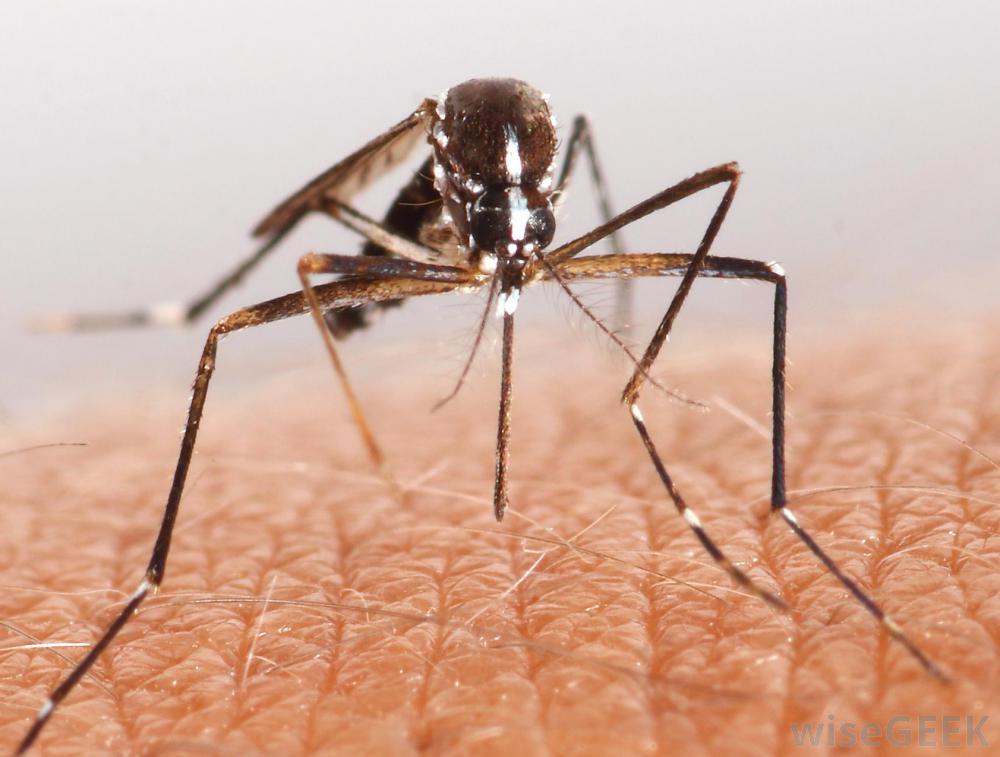 Döbbenetes adat: a szúnyog a leghalálosabb állat az emberre nézve