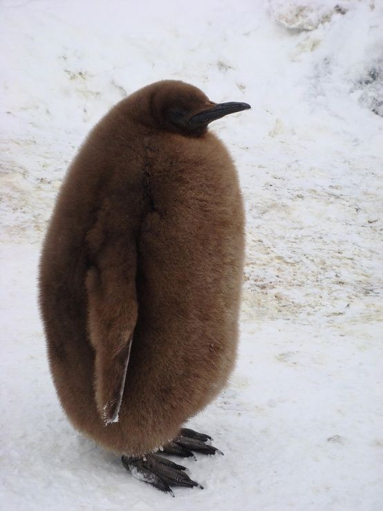 pingvin2