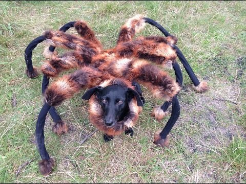 Utcai horror - giga pók kutyával rémisztgették halálra az embereket (+18 videó)