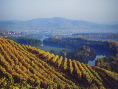 Kezdődik a szüret a tokaji borvidéken