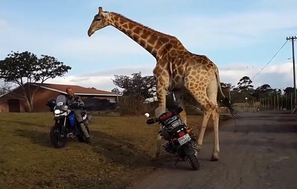Zsiráf, aki nagyon szereti a motorokat- videó