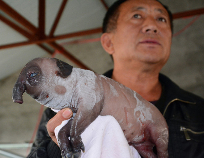 Elefántfejű torzszülött malac jött a világra Kínában! – fotó