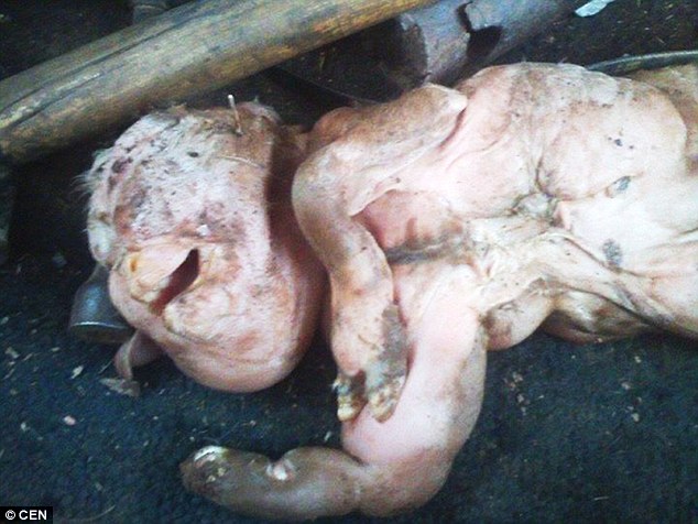 Emberarcú torzszülött kecske jött világra Argentínában  - sokkoló fotók