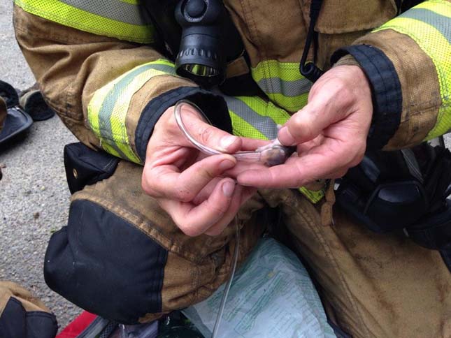 Amerikai tűzoltók egy hörcsögcsaládot mentettek meg