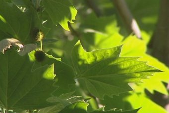 Beoltják a fákat Melbourne-ben, hogy enyhítsék a szénanáthások szenvedését
