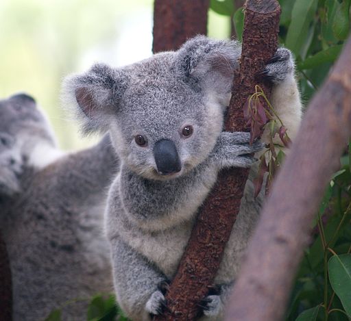 512px-Cutest_Koala