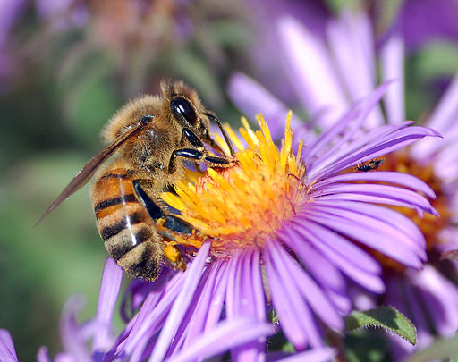 512px-European_honey_bee_extracts_nectar