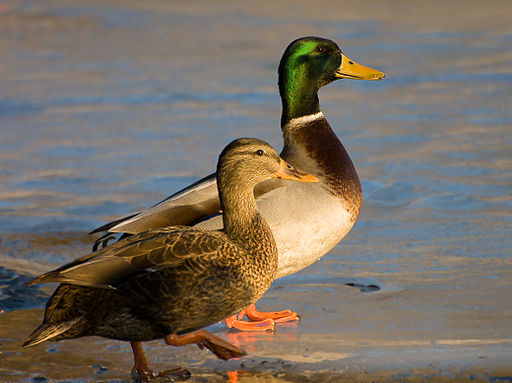 512px-Male_and_Female_mallard_ducks