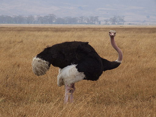 512px-Ostrich_Ngorongoro_05