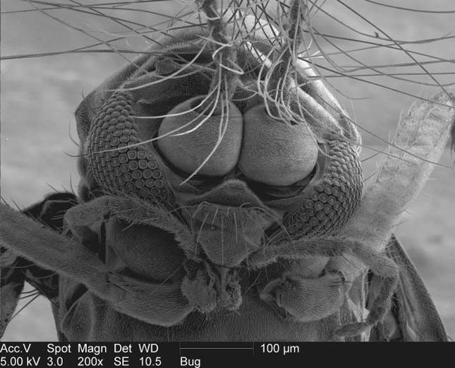 Így fest egy szúnyog az elektronmikroszkóp alatt