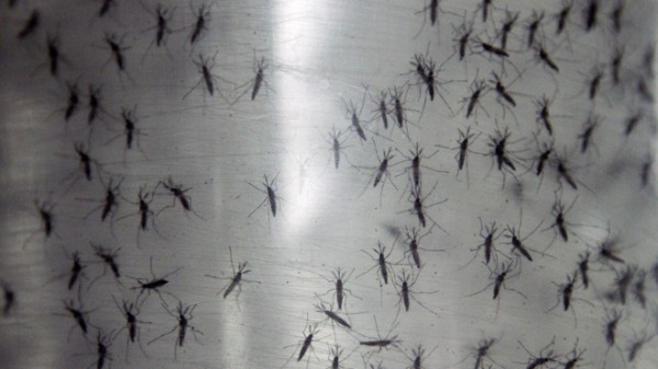 Chikungunya terjesztői