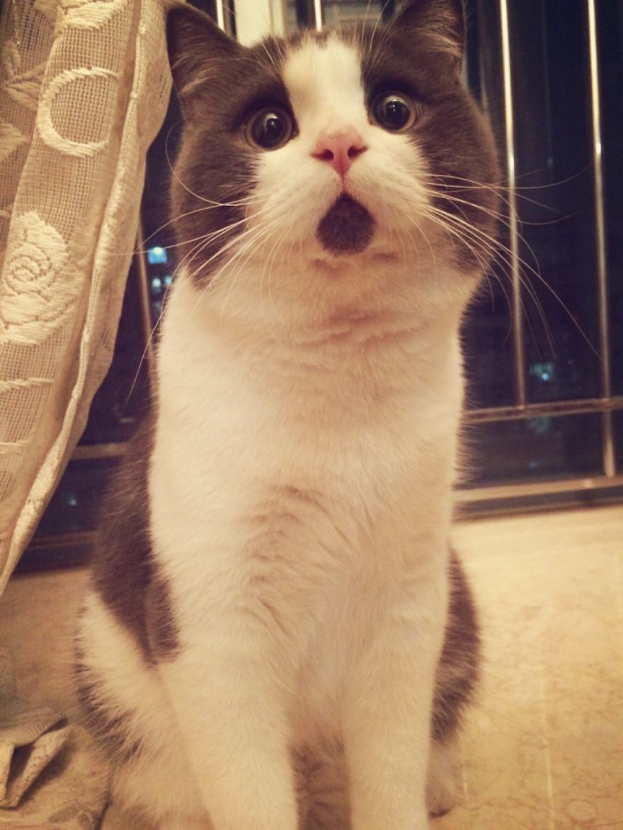 Heres-the-OMG-cat-the-feline-with-one-expression-for-everything2__880