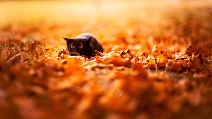 animals-in-autumn-210__880