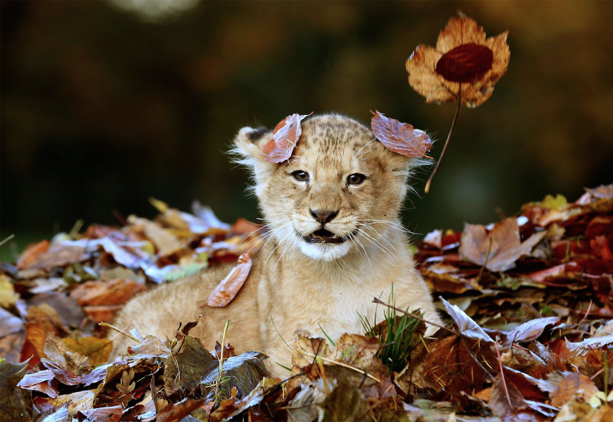 animals-in-autumn-8__880