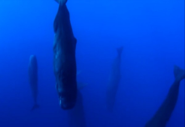 Így alszanak a bálnák- videó