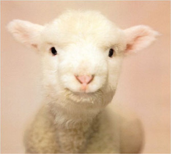 Teljesen egészséges a nemrég világra jött kétfejű bárány