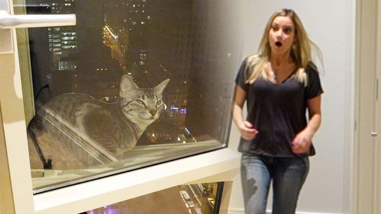 Ablakból kizuhanó macskájával szívatta meg barátnőjét a srác! – videó