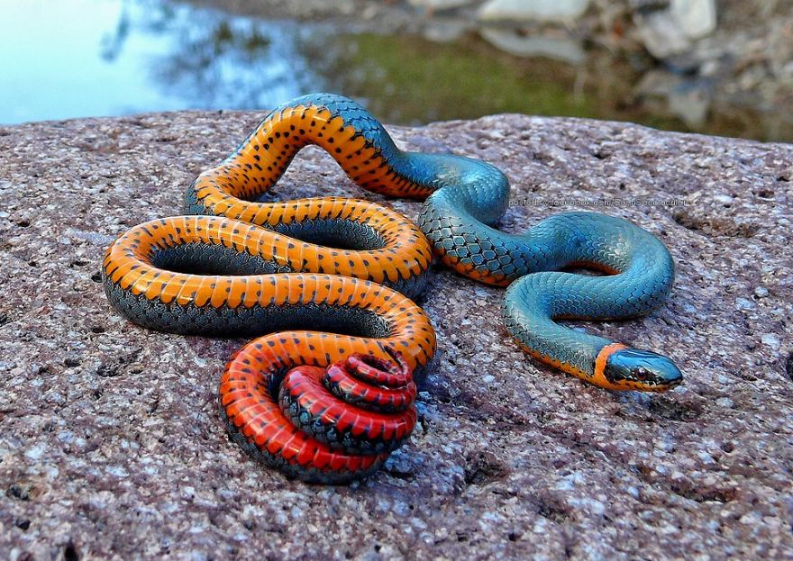 colorful-snakes-adders-vipers-61__880