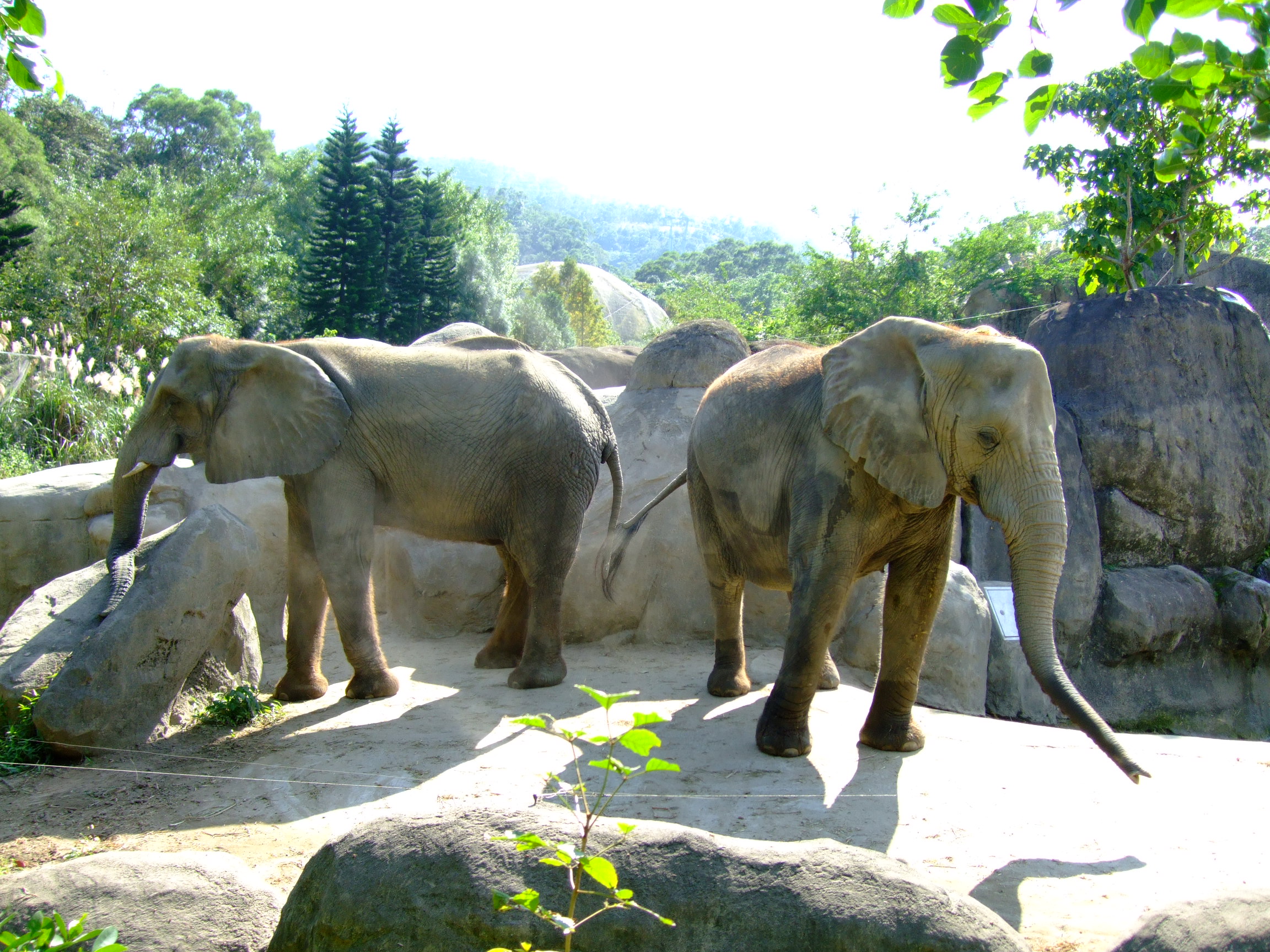 Átadták az elefánt parkot a veszprémi állatkertben