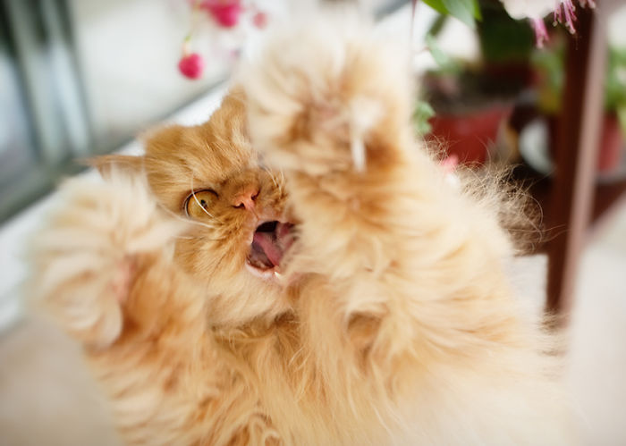 garfi-evil-grumpy-persian-cat-1__700