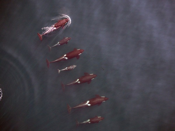 Csodálatos képek gyilkos bálnákról