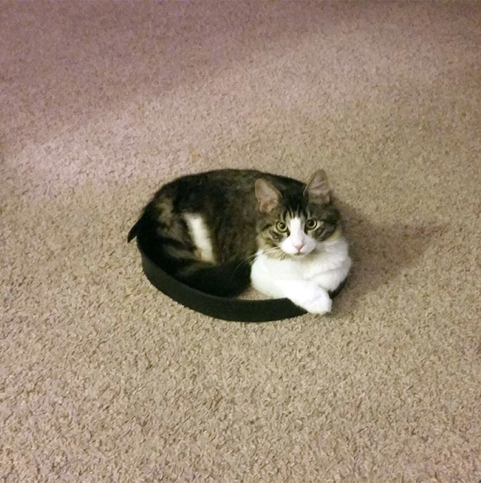 how-to-trap-a-cat-circle-13