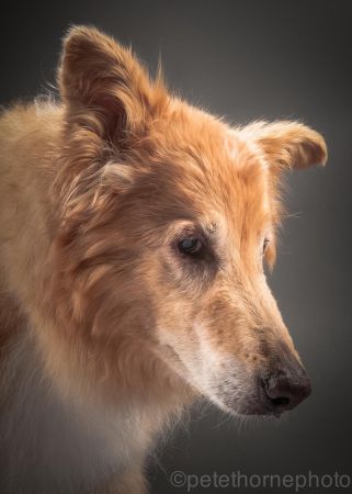 Az elmúlás küszöbén - veterán kutyusok megható portréi 
