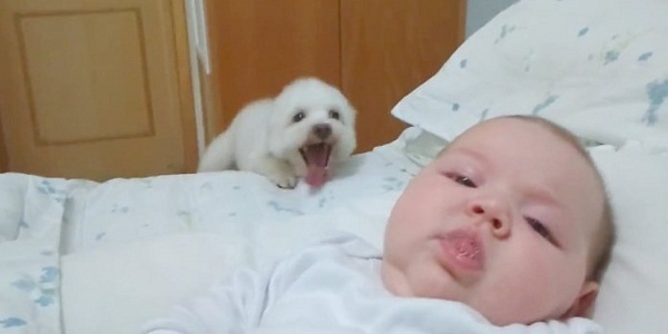 Így töri magát a kiskutyus, hogy lássa az újszülöttet! - videó