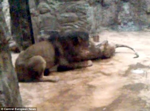 Nőstény oroszlántársával végzett egy hím oroszlán a lengyelországi állatkertben – +18 videó!