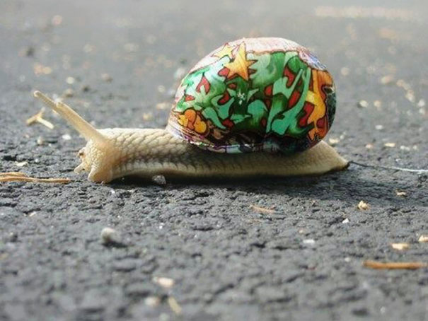 painted-snail-shell-12