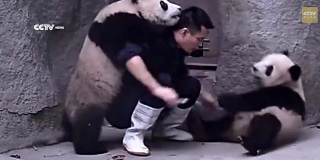 Ilyen, mikor a pandabocsok nem akarják bevenni a gyógyszerüket! – videó