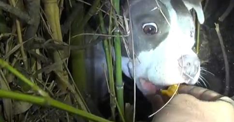A bokorból egy sérült kutyust akartak kimenteni, de amit ott találtak az elképesztő volt – videó