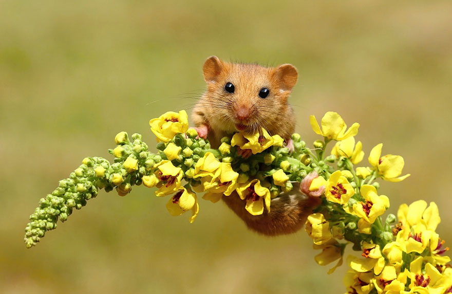 Aranyos fotók pici egerekről
