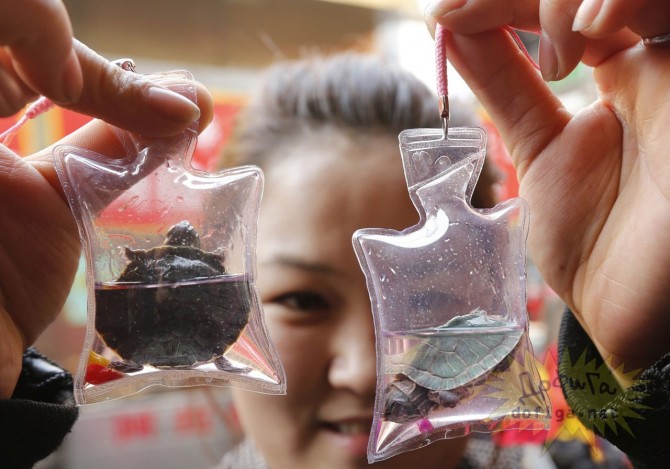 Kulcstartó élő állatokkal a menő Kínában – videó