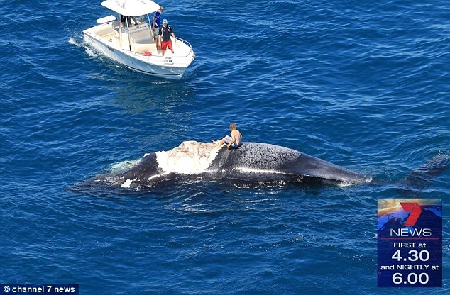 Halott bálnára mászott fel,  mert azt gondolta vicces - de nem számolt a cápákkal - videó