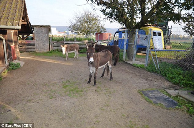 1415145718359_wps_9_Pic_shows_This_donkey_had