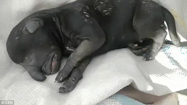 Dobby manóra hasonlító mutáns kutyus született Argentínában! – videó