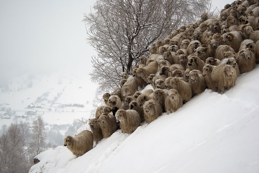 Így vonulnak a bárányok szerte a világon - képgaléria