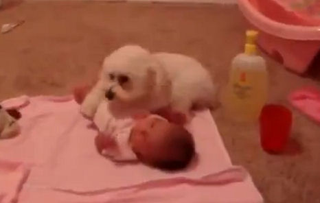 Testével védte a kutyus a csecsemőt a porszívótól!  – videó