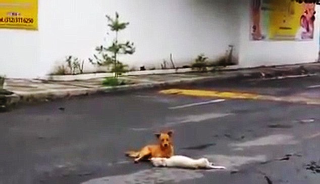 Elütött társát akarta életre kelteni a kutyus! - szívszorító videó