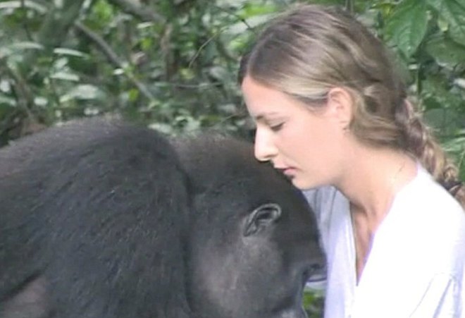 Így reagált a gorilla, mikor 12 év után újra látta a kislányt, akivel együtt játszott! – videó