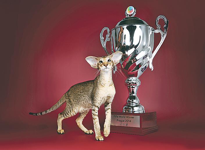 Ez a magyar macska lett a legszebb a prágai világbajnokságon! – fotók