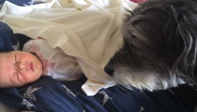 Ezt teszi a kutyus, miután az anyuka letette aludni a babát! – videó 