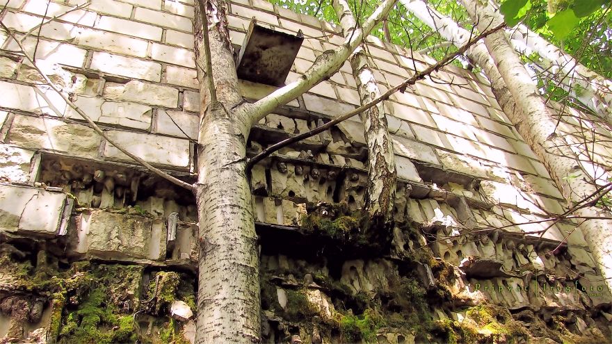 A természet nyer a civilizáció ellen az elhagyatott Csernobilban