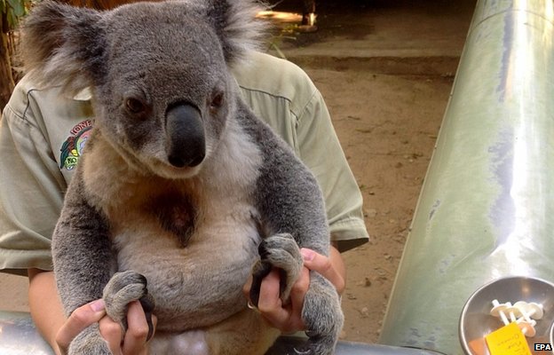 Reménnyel kecsegtet az ausztrál koalákat sújtó klamídia elleni vakcina