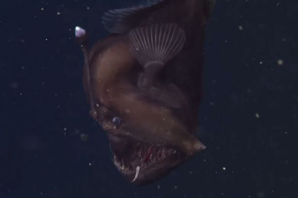 Először filmeztek le ördöghalat eredeti környezetében - videó 600 méteres tengeri mélységből