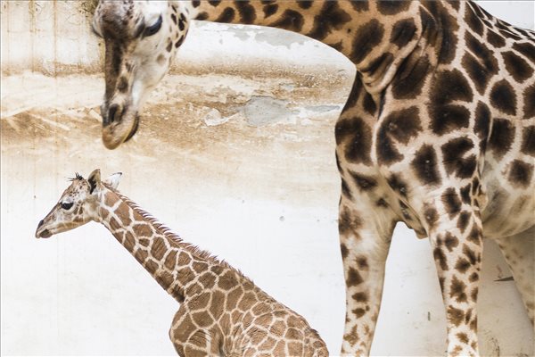 Rotschild-zsiráf született a Nyíregyházi Állatparkban (2. rész)