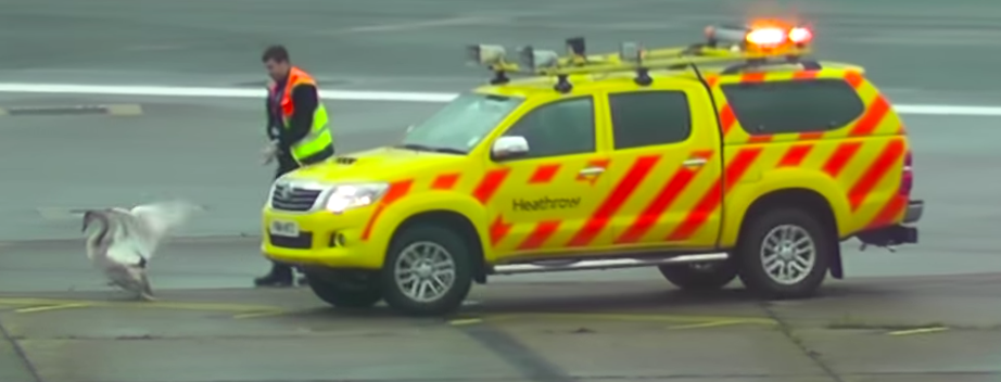 A nap legviccesebb és legdrágább videója: Hattyú bénította meg a légiközlekedést Londonban. 