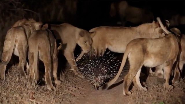 Porcupine takes on a pride of lions - video