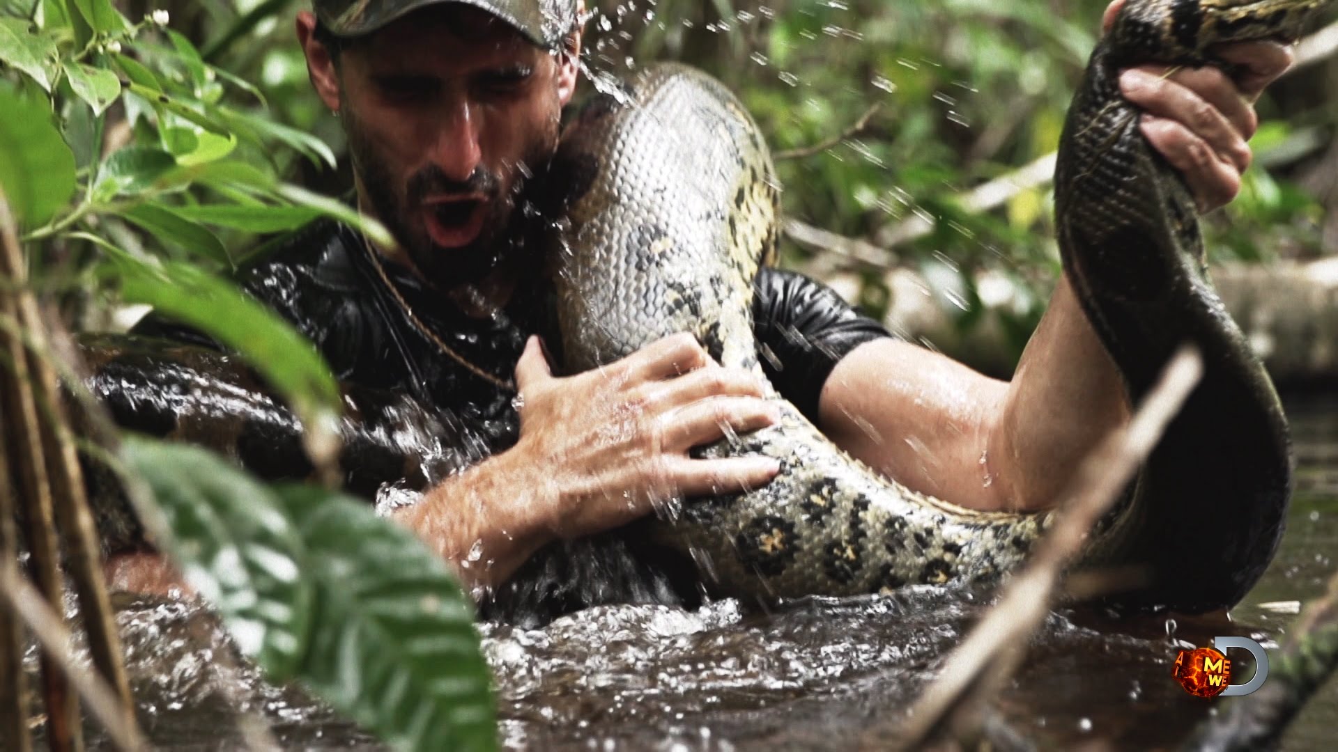 Egy élő embert nyel le az anakonda – videó